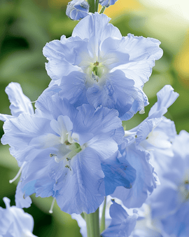 Ridderspoorzaden Summer Blues Delphinium Grandiflorum eenjarig