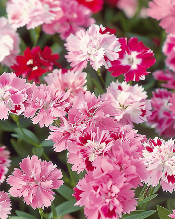 Zaden van duizendschoon Wee Willie Mixed (Dianthus barbatus) – eenjarige mix