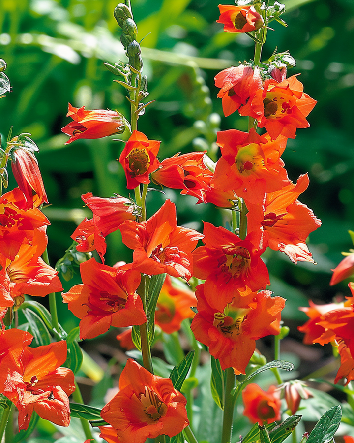 Larkspur Fox Orange Red zaden (Delphinium nudicaule) – eenjarig