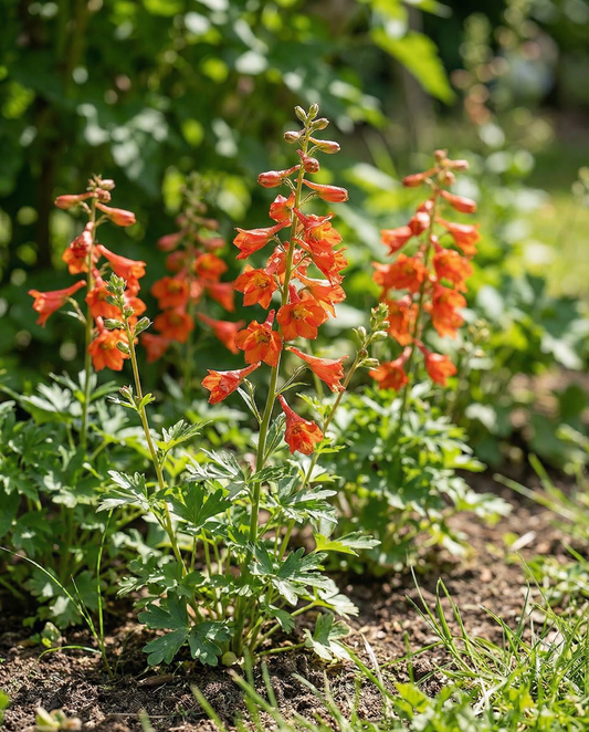 Larkspur Fox Orange Red (Delphinium nudicaule) – eenjarige zaden van SeedsChoice