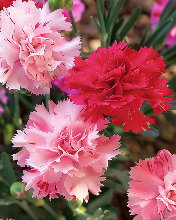 Chabaud Anjer zaden (Dianthus caryophyllus) – eenjarige mix