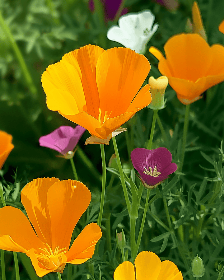Eschscholtzia Single Mixed zaden (Eschscholzia californica) – eenjarige bloem