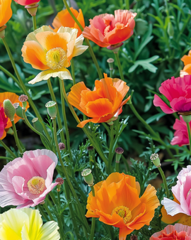 Eenjarige bloemzaden dubbelbloemige mix eenjarig