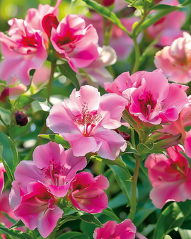 Godetiazaden Clarkia Amoena eenjarig gemengd enkelbloemig