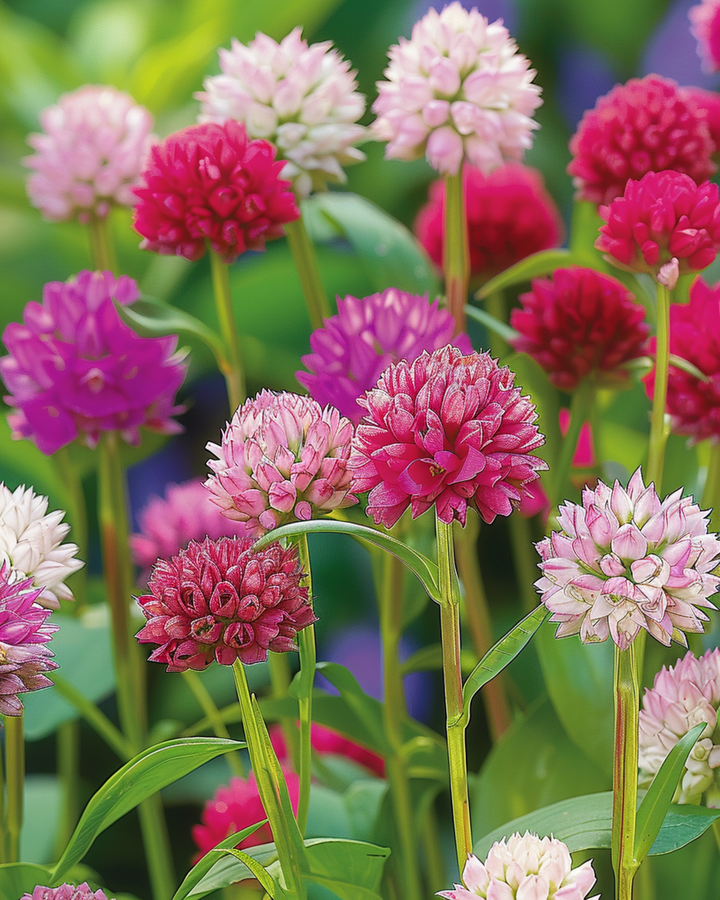 Globe Amaranth Mixed zaden (Gomphrena globosa) – eenjarige bloem