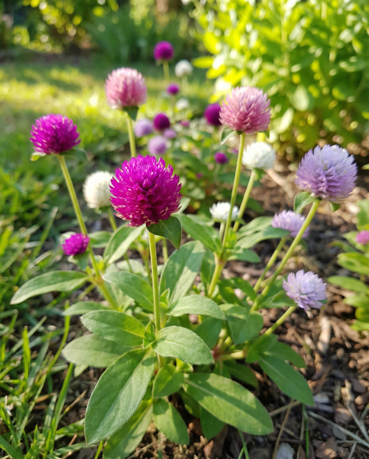 Kogelamarant Mixed (Gomphrena globosa) – eenjarige bloemenzaden van SeedsChoice