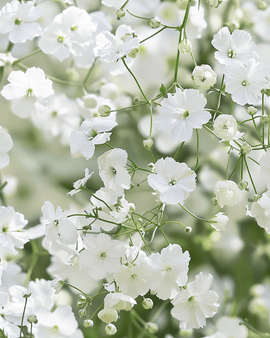 Gipskruidzaden Gypsophila Elegans Covent Garden eenjarig
