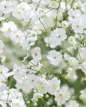 Baby's Breath Covent Garden zaden (Gypsophila elegans) – eenjarig