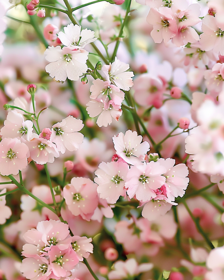 Baby's Breath Pink zaden (Gypsophila elegans) – eenjarige bloem