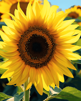 Zonnebloemzaden reuzenzonnebloem enkelbloemig Helianthus Annuus eenjarig 250 cm