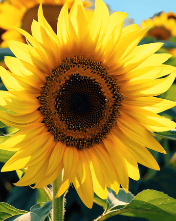 Zonnebloem Single Giant 250 Cm zaden (Helianthus annuus) – eenjarige bloem