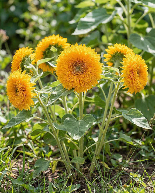 Zonnebloem Sungold Dwarf Double Flowered (Helianthus annuus) – eenjarige bloemenzaden van SeedsChoice