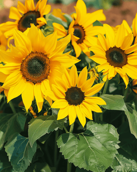 Zonnebloemzaden Pacino Helianthus Annuus eenjarige variëteit