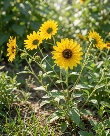 Zonnebloem Stella (Helianthus debilis) – eenjarige bloemenzaden van SeedsChoice