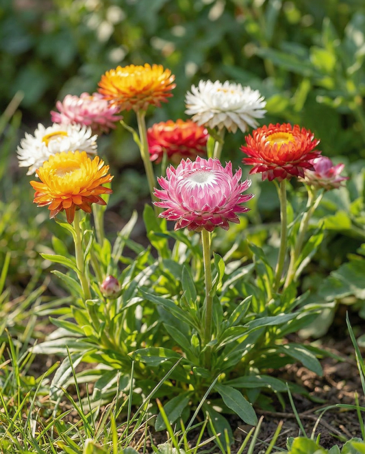 Strobloem Tom Thumb Dwarf (Helichrysum bracteatum) – eenjarige bloemenzaden van SeedsChoice