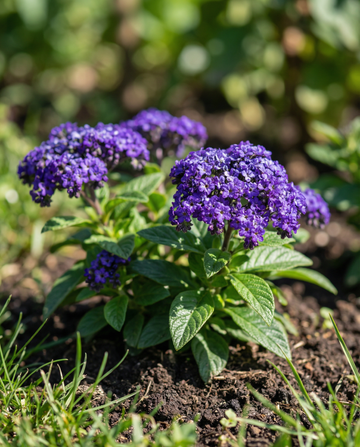 Heliotrope Marine (Heliotropium arborescens) – eenjarige bloemenzaden van SeedsChoice