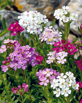 Scheefkelk gemengd zaden Iberis Umbellata eenjarig