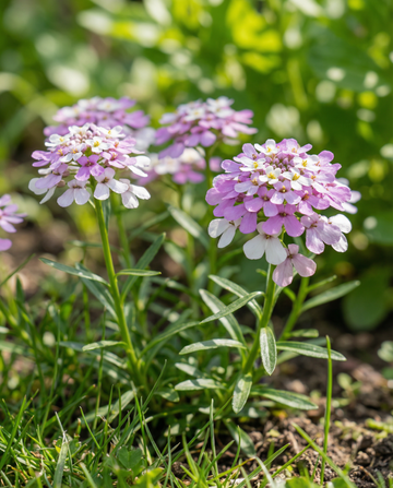 Candytuft Mixed (Iberis umbellata) – eenjarige mix zaden van SeedsChoice