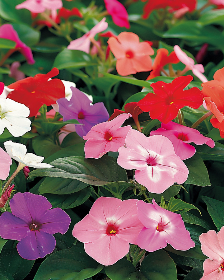 Vlijtig Liesje Baby Mixed schadutuin zaden (Impatiens walleriana) – eenjarige bloemen