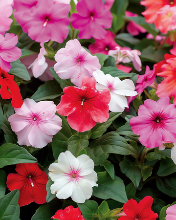 Vlijtig Liesje Safari F2 Mixed zaden (Impatiens walleriana) – eenjarige mix