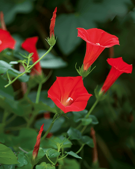 Ipomoea Quamoclit zaden eenjarige cardinaalsklimmer rode bloemen klimplant