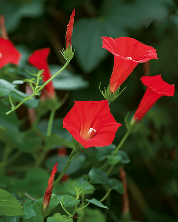 Cardinal Climber Red zaden (Ipomoea quamoclit) – eenjarige klimplant
