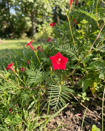 Cardinal Climber Red (Ipomoea quamoclit) – eenjarige klimplant zaden van SeedsChoice