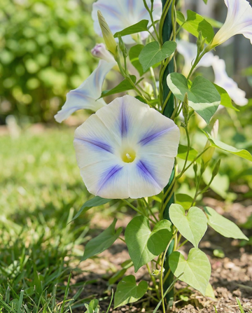 Klimwinde Milky Way Climber (Ipomoea tricolor) – eenjarige klimplant zaden van SeedsChoice