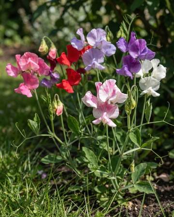 Lathyrus Bijou Mixed (Lathyrus odoratus) – eenjarige bloemenzaden van SeedsChoice