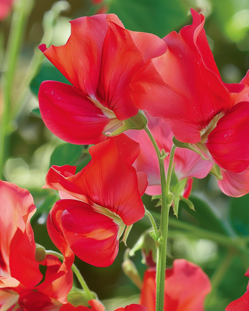 Sweet Pea Royal Family Red zaden (Lathyrus odoratus) – eenjarige bloem
