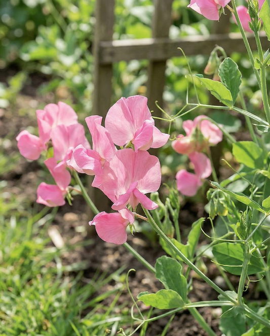Sweet Pea Royal Family Pink (Lathyrus odoratus) – eenjarige bloemenzaden van SeedsChoice