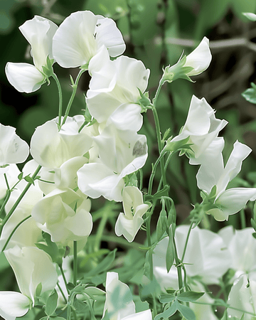 Sweet Pea Royal Family White zaden (Lathyrus odoratus) – eenjarige bloem