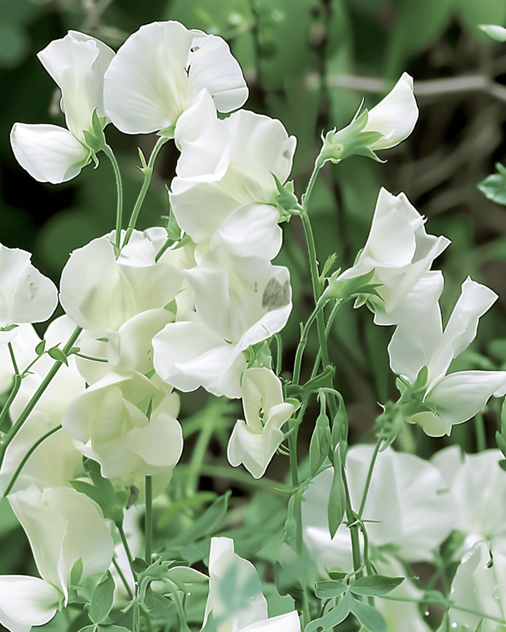 Sweet Pea Royal Family White zaden (Lathyrus odoratus) – eenjarige bloem