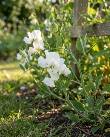Sweet Pea Royal Family White (Lathyrus odoratus) – eenjarige bloemenzaden van SeedsChoice