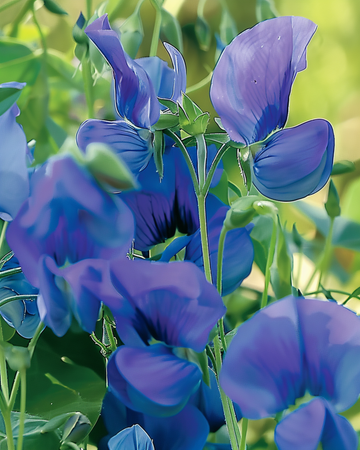 Sweet Pea Royal Family Blue Climbing zaden (Lathyrus odoratus) – eenjarige klimplant