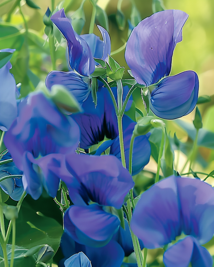 Sweet Pea Royal Family Blue Climbing zaden (Lathyrus odoratus) – eenjarige klimplant