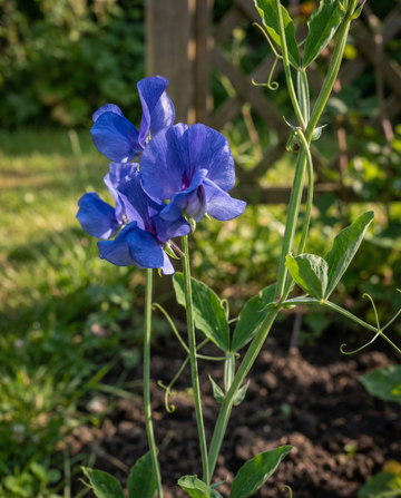 Sweet Pea Royal Family Blue Climbing (Lathyrus odoratus) – eenjarige klimplant zaden van SeedsChoice