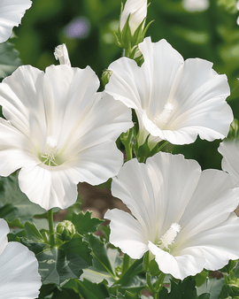 Tuinmalvazaden Mont Blanc Lavatera Trimestris eenjarige bloem