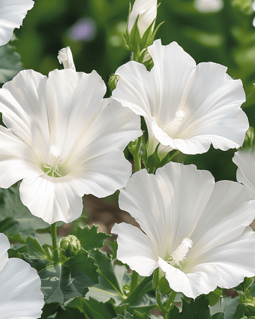 Malva Mont Blanc zaden (Lavatera trimestris) – eenjarige bloem