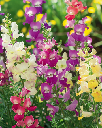 Toad Flax Fairy Bouquet zaden (Linaria maroccana) – eenjarige mix