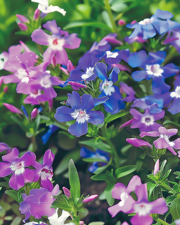 String Of Pearls Mixed zaden (Lobelia erinus) – eenjarige mix