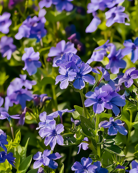 Lobeliazaden Crystal Palace Lobelia Erinus eenjarig