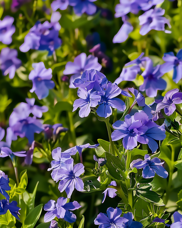 Crystal Palace zaden (Lobelia erinus) – eenjarig