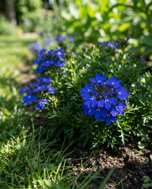 Crystal Palace (Lobelia erinus) – eenjarige zaden van SeedsChoice