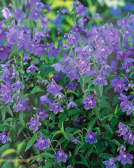 Hanglobeliazaden Lobelia Erinus Sapphire eenjarig