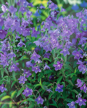 Trailing Sapphire zaden (Lobelia erinus) – eenjarig