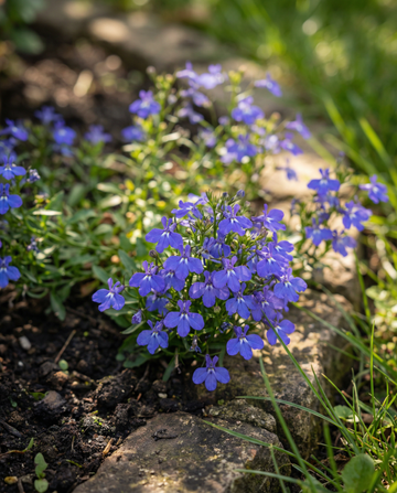 Trailing Sapphire (Lobelia erinus) – eenjarige zaden van SeedsChoice