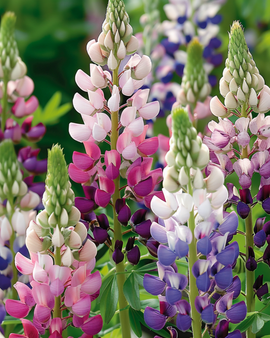 Lupinezaden Pixie Delight Lupinus Nanus eenjarige bloemen