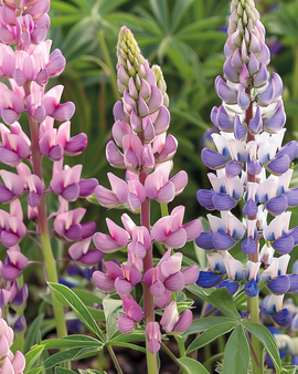 Lupinezaden Lupinus Hartwegii gemengde eenjarige bloemvariëteit