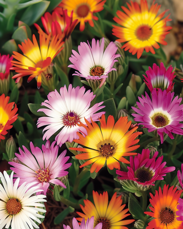 Livingstone Daisy rotstuin zaden (Dorotheanthus bellidiformis) – eenjarig mengsel
